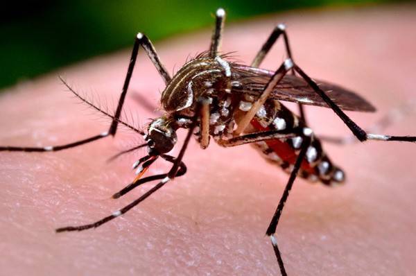 Caso de dengue notificado em T. de Maio é de uma moradora de Sta Rosa