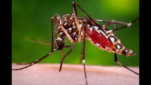Dez casos de dengue são confirmados em Santo Ângelo