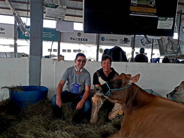 Vaca reservada grande campeã do III Circuito Nacional da Raça Gersey, está na Expofeira