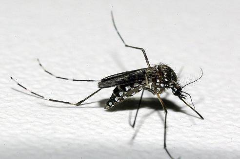 Independência e Alegria estão em situação de risco de surto de dengue