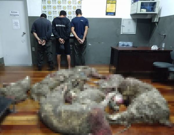 Três homens são presos em flagrante com nove ovelhas dentro de carro na BR-290