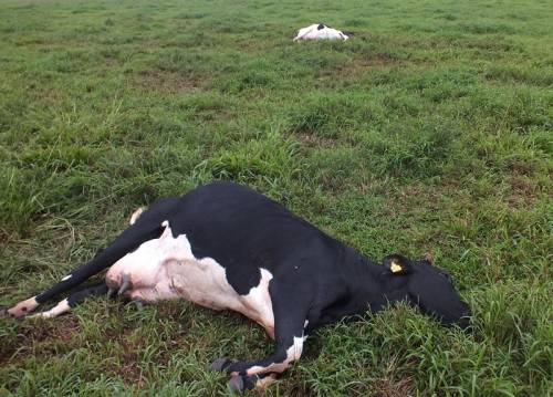 Raio mata duas vacas no interior de Crissiumal