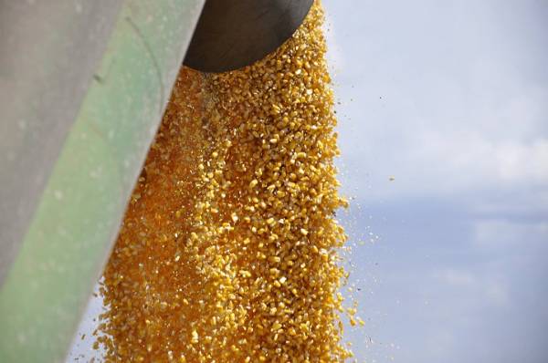 Safra 2018/2019 deve chegar a 238,9 milhões de toneladas de grãos
