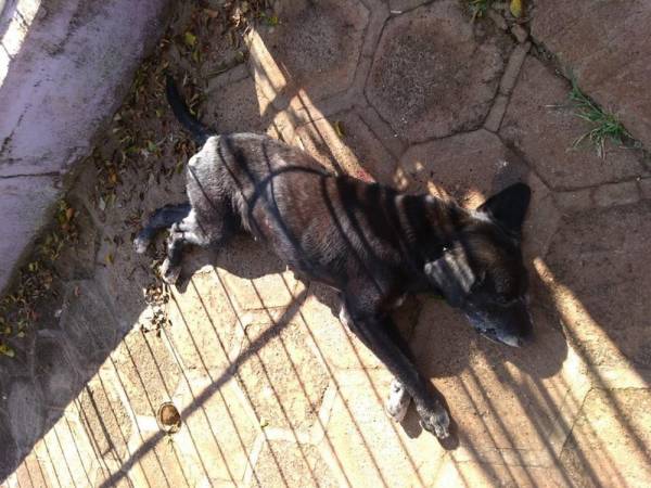 Homem mata cachorro com tiro na rua em São Luiz Gonzaga: Iria atacar, não tinha o que fazer