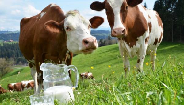 Preço do leite ao produtor cai pela primeira durante este ano