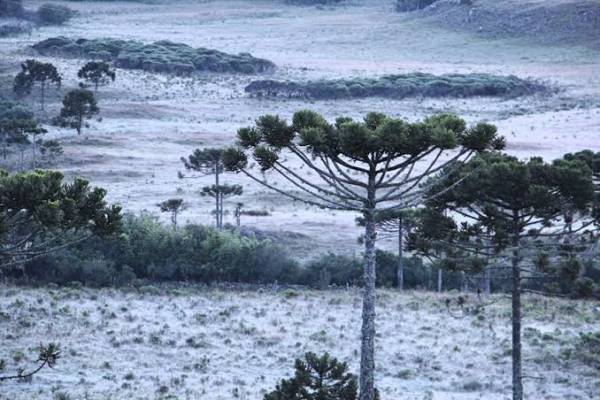 Frio intenso vai durar uma semana com possibilidade de geada e neve