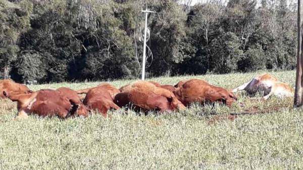 Cabo de energia arrebenta e mata gado eletrocutado no Alto da União