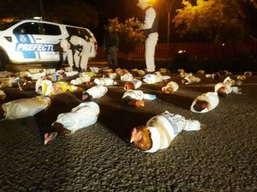 Galos de rinha que estavam em embarcação brasileira foram apreendidos no Rio Uruguai pela Prefectura