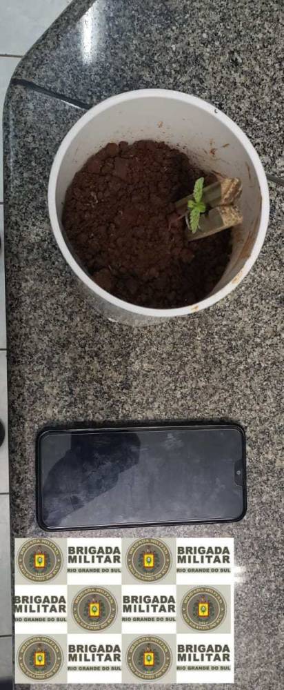 Jovem é preso em Ijui por cultivo de maconha em casa