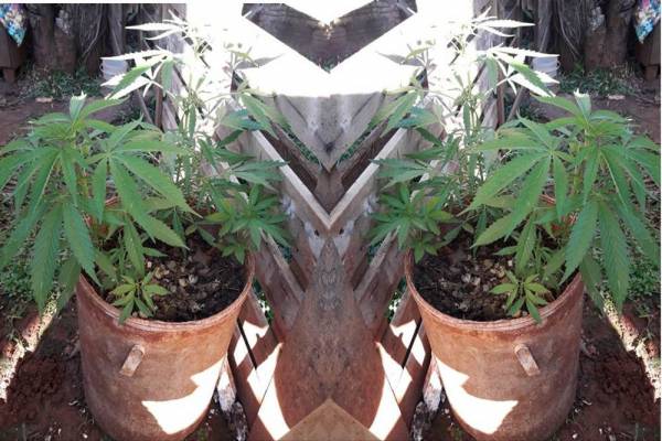 Pés de maconha são localizados nos fundos de residência em Palmeira das Missões