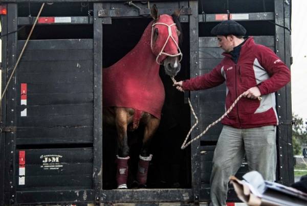 Desembarque dos primeiros animais em Esteio dá largada para a 42ª Expointer