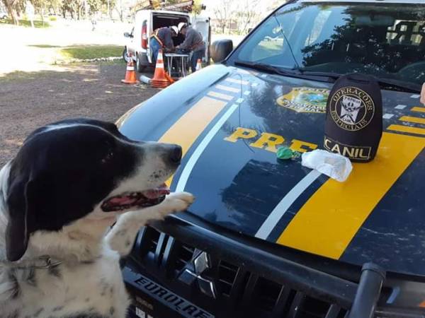 Cão do 7ºRPMon localiza Droga jogada por motorista na BR 285, em Coronel Barros