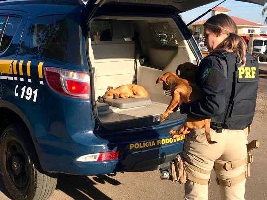 PRF resgata filhotes abandonados na BR 285 em Passo Fundo