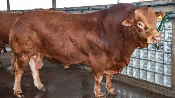 Touro Limousin é o animal mais pesado