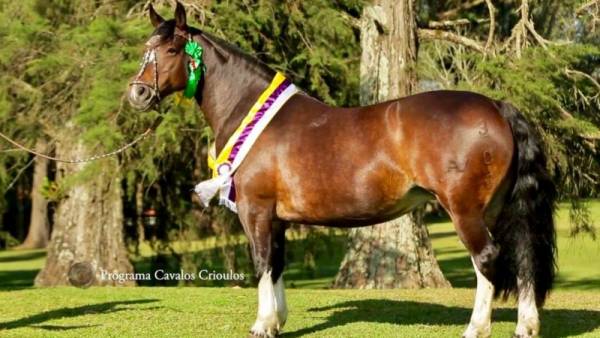 Égua é vendida por R$ 200 mil na Expointer