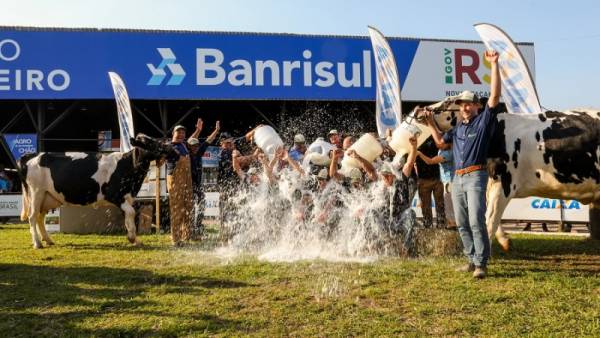 Concurso leiteiro da raça holandesa na Expointer tem campeãs de um mesmo produtor