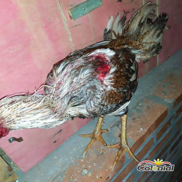 Brigada Militar confecciona boletim para 31 pessoas em rinha de galo no interior de Cândido Godói