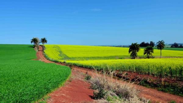 Culturas de inverno apresentam bom desenvolvimento no Estado