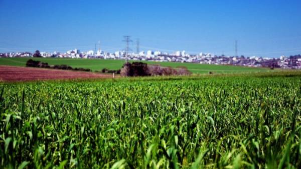 Lavouras de trigo apresentam bom potencial produtivo médio no Estado