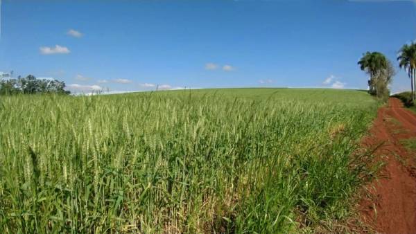 Metade do trigo cultivado no RS está em fase de floração