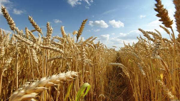 Apenas um herbicida tem registro para ser aplicado na dessecação do trigo