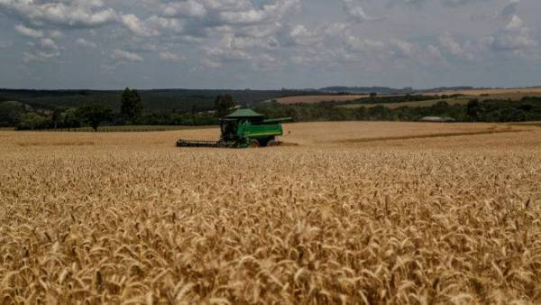 Trigo com altos índices de herbicida é encontrado em silo de estoque público