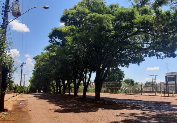 Antes do asfalto, prefeitura avalia situação das árvores da Avenida Avaí