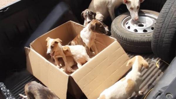 Oito cachorros em situação de maus-tratos são resgatados em Porto Xavier