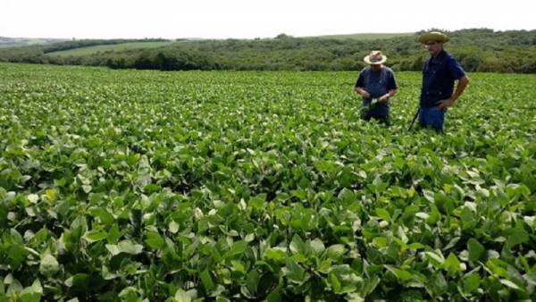 Chuvas retomam ânimo dos produtores e soja segue em desenvolvimento