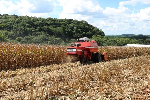 Chuvas recuperam de forma parcial lavouras de verão