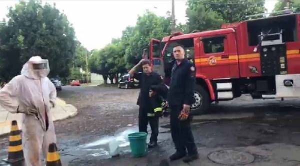 Idosa sofre mais de mil ferroadas de abelhas em Santa Rosa