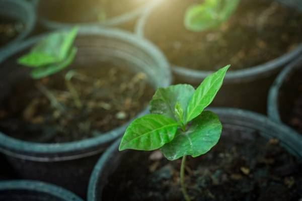 Conselho Monetário Nacional aprova mais R$ 1 bilhão para o Pronaf Mais Alimentos
