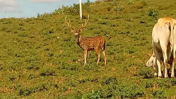 Cervo raro aparece em propriedade em Boa Vista do Buricá