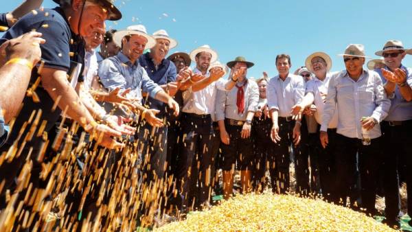 Aberta oficialmente a colheita do milho em Chiapetta
