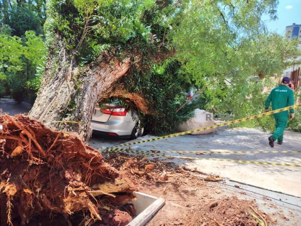 Árvore cai sobre veículos na Avenida Venâncio Aires, em Santo Ângelo