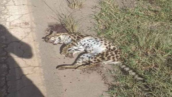 Jaguatirica é encontrada morta na ERS-342 perto da CCGL de Cruz Alta