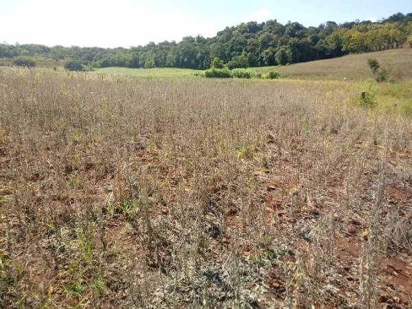 Emater estima em 15% quebra nas lavouras de soja em Três de Maio