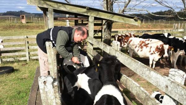 Vacinação contra aftosa começa em 16 de março