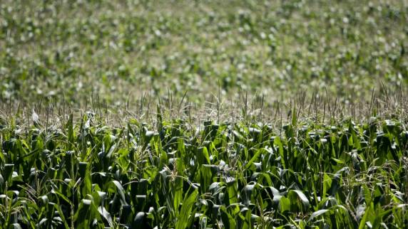 Agricultura prorroga vencimento de contratos do Programa Troca-Troca de Sementes