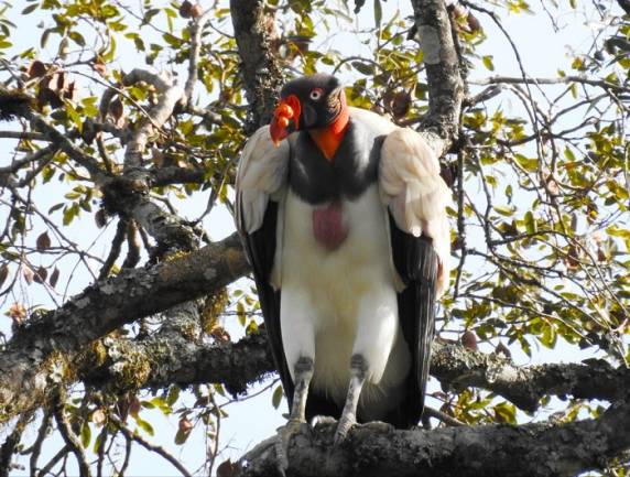 Casal de urubu rei é visto no Parque do Turvo em Derrubadas