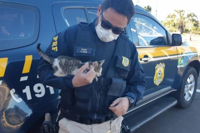 Policial rodoviário flagra gato sendo arremessado de carro, autua condutor e adota o filhote