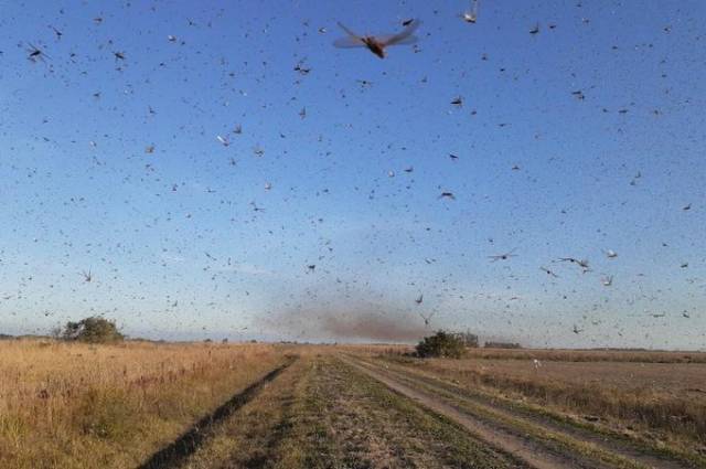 Ataque de gafanhotos no Paraguai e Argentina deixa RS em alerta