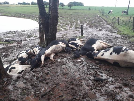 Raio mata sete vacas em propriedade rural de Não-Me-Toque