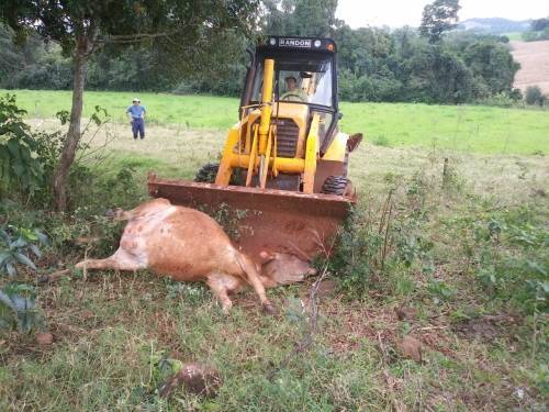 Vaca morreu após ser atingida por raio no interior de Crissiumal