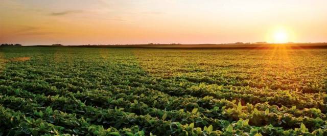 Saldo entre custos de produção e preços de venda favorece produtores de soja e milho