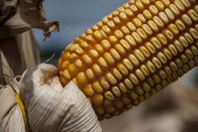 Cotação em alta impulsiona venda antecipada do milho