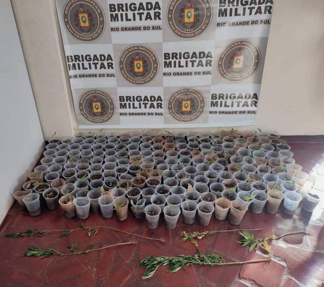 Brigada Militar prende homem e apreende 241 pés de maconha na Operação Hórus, em Porto Mauá