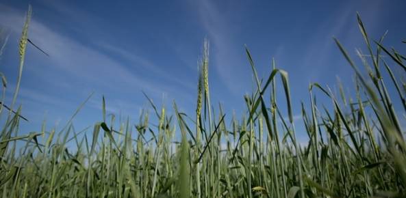 Colheita do trigo inicia com perda estima de 50% em Três de Maio, diz Emater/RS-Ascar