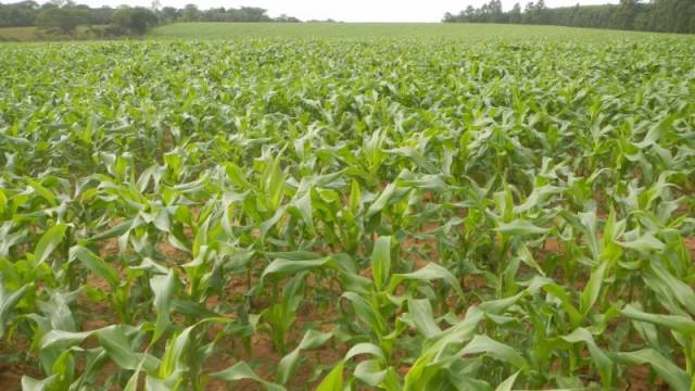 Mesmo com tempo seco, plantio de milho chega a 66% da área total cultivada