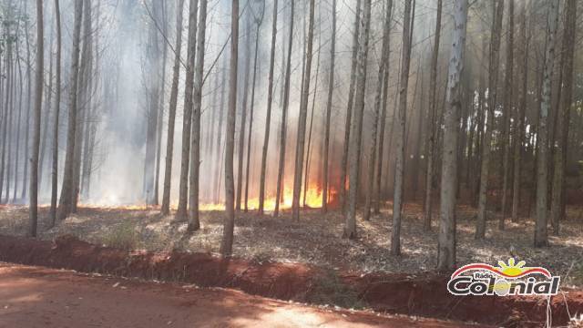 Focos de incêndio em vegetação seca preocupam Bombeiros de Três de Maio